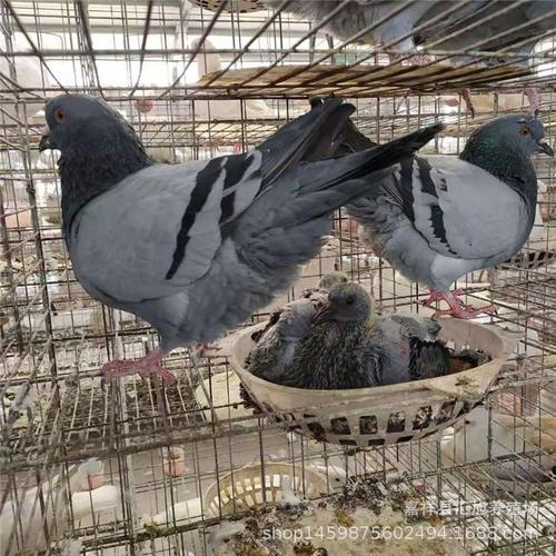 肉鸽养殖场直销白羽王种鸽 活体乳鸽批发价格多少钱一只 落地王鸽