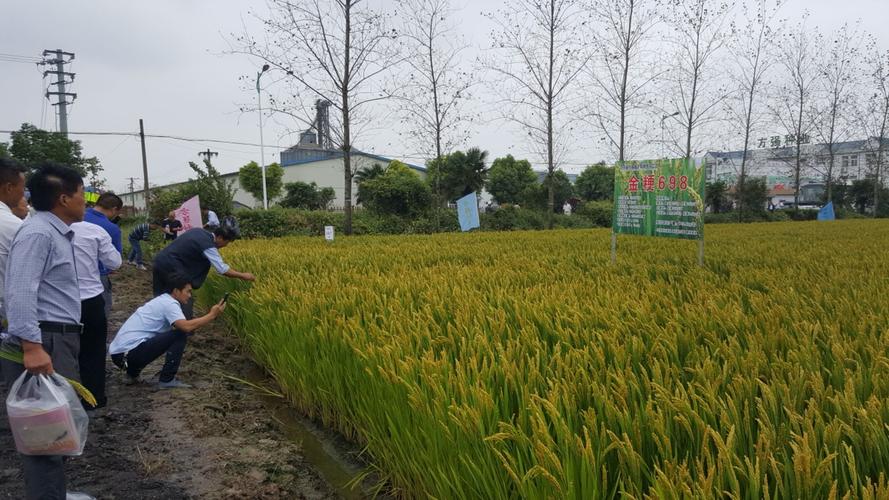 大穗早熟,宜直播中熟中粳水稻新品种"金粳698"由江苏高科种业强势推出