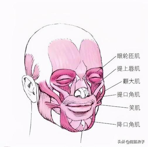 其本身只能作向心收缩,但它的四周有提口角肌,降口角肌,笑肌,提降唇肌