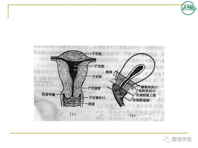 女性生殖系统解剖及生理