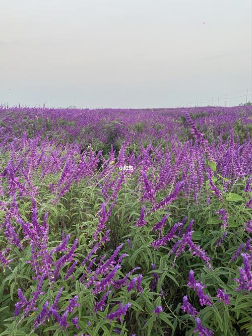 慈溪旅游| 新慈湖千亩花海_花海_旅游_新慈千亩花海自由行热门攻略_小