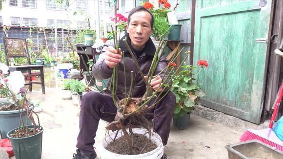 这棵山木香老桩年龄可不小,分支很多,嫁接微月很容易形成大花球