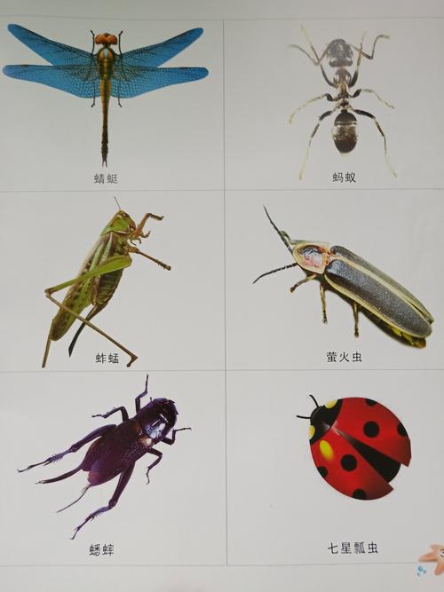 我们认识了常见几种昆虫,简单了解它的构造.