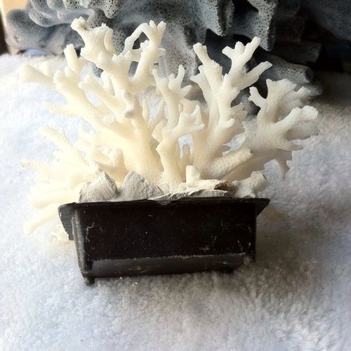 包邮细枝雪松白珊瑚饰品摆件盆景家居装饰收藏海螺贝壳婚庆地中海