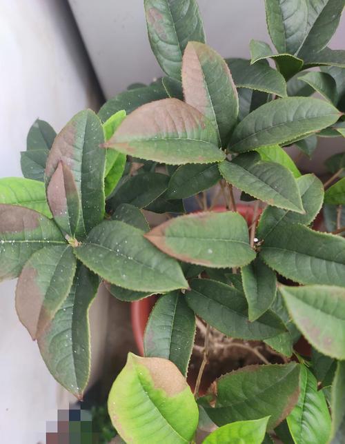 桂花叶子焦了,是施肥过度吗