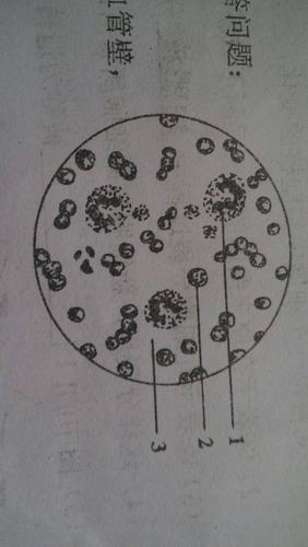 下图为一滴血在显微镜视野下的示意图,请问医学上做