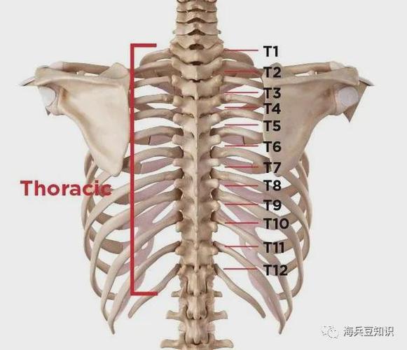 便于读者们直观了解t-10胸椎骨的大致位置示意图