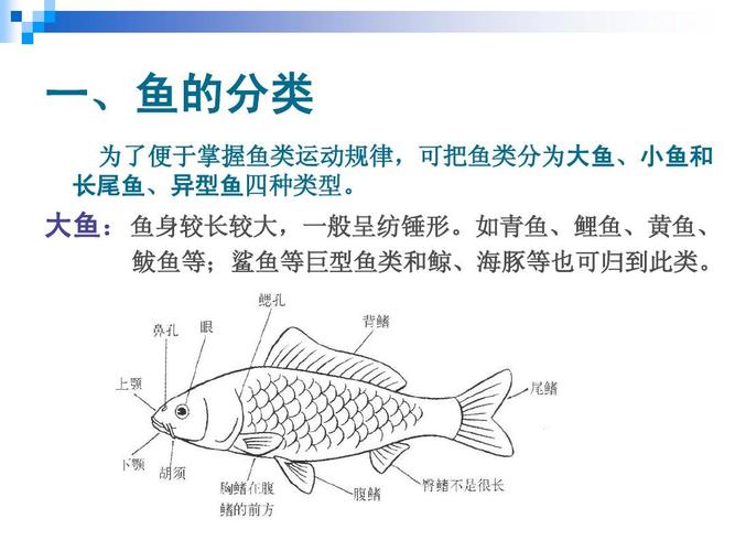 运动规律-鱼类的运动ppt