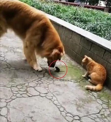 猫咪抓到一只老鼠,半路杀出一只"老好人",结果路人笑喷了!