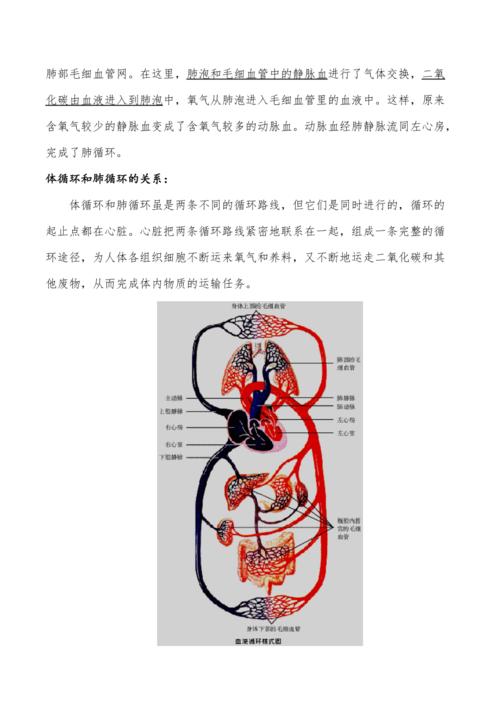 生物体循环,肺循环