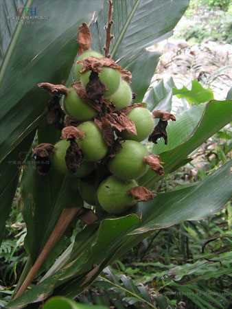 中药植物草豆蔻图片草豆蔻的形态特征介绍