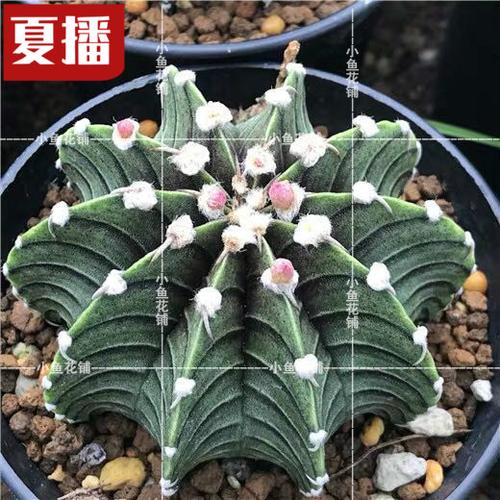 肋骨牡丹裸萼属仙人球仙人掌科稀有品种贵货种植育苗播种多肉种子