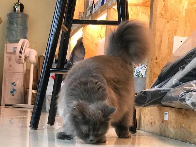 高地波斯蓝猫
