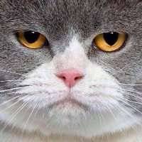 微信头像图片大全 微信动物头像