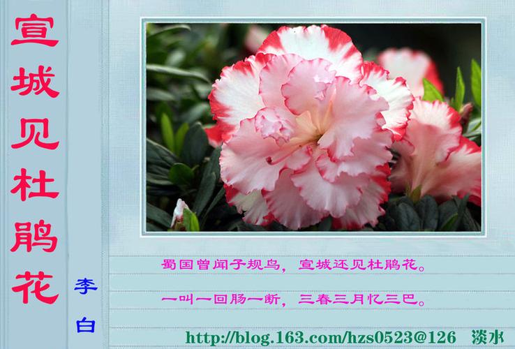 宣城见杜鹃花的作品鉴赏