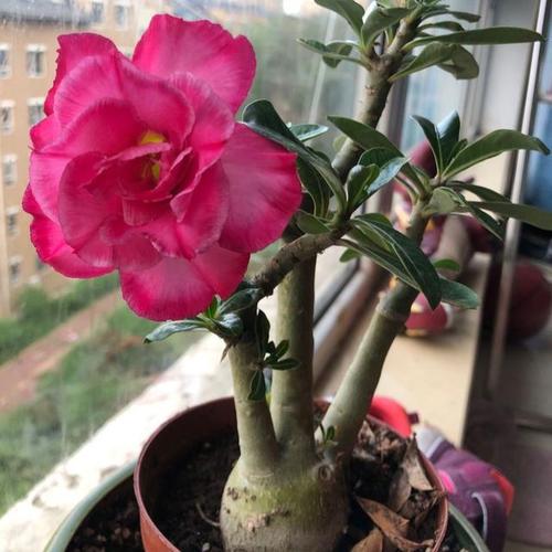 生活中养沙漠玫瑰多注意几件事开花旺越养越壮