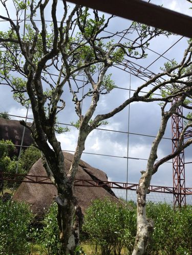 潮州凤凰单枞茶山行之四:凤凰山上的茶树们