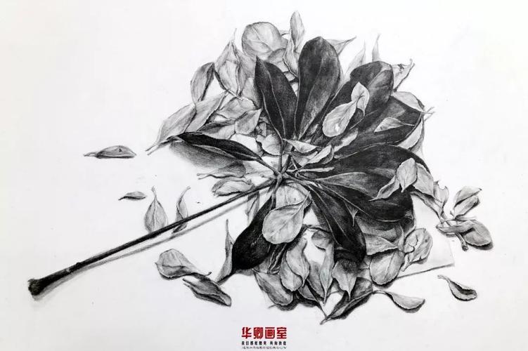 华卿画室寒假班初成长设计组精微素描作品展示