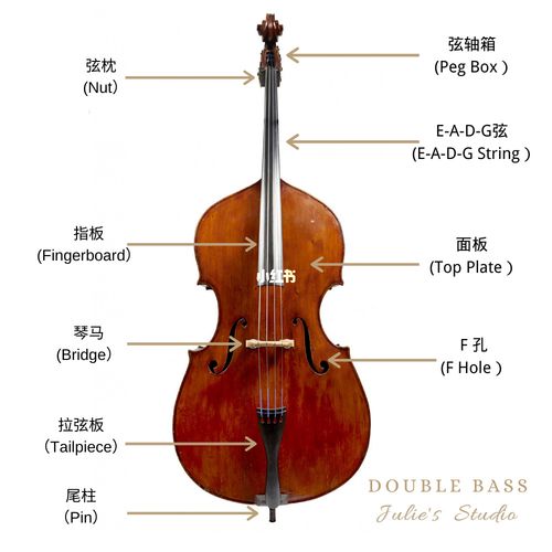 低音提琴各部位名称(中英对照)_音乐_读书_低音提琴_娱乐_音乐