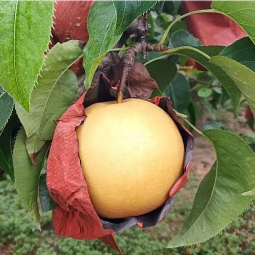 购客嫁接梨树果苗特大早酥红梨黄金梨南方北方种植地栽果树苗当年结果