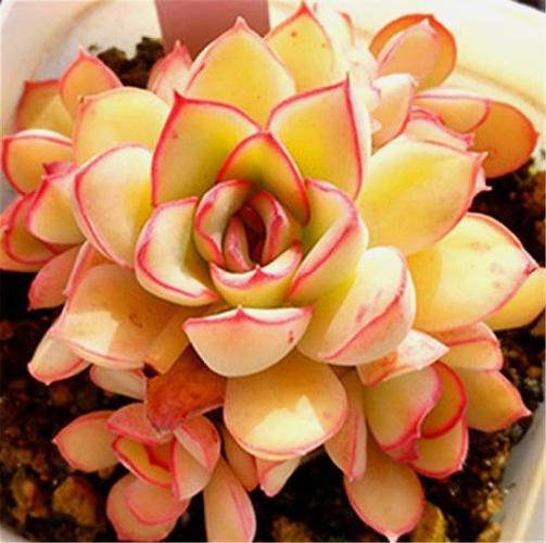 最有贵气的3种金色多肉,金光闪闪晶莹剔透,还能养成