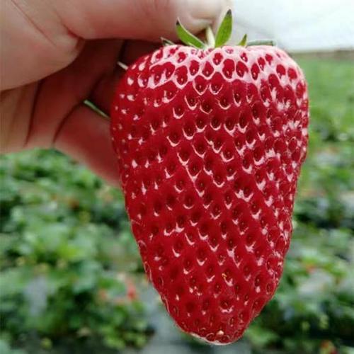 今年市面上什么品种的草莓最好吃?好吃的草莓品种都在这里
