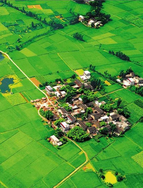 ▌川西林盘是成都平原特有的"随田散居"的居住方式