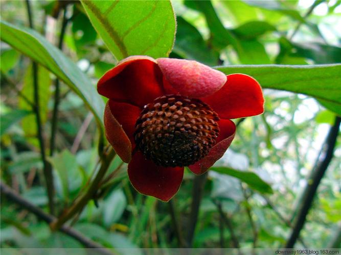 【原创摄影】挂榜岭下的野花野草(二)紫玉盘