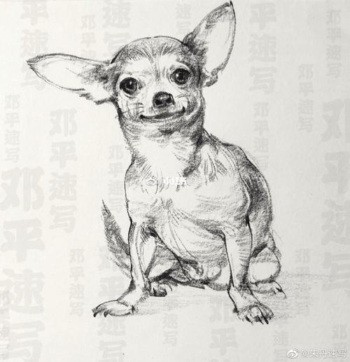 速写小动物,喜欢的拿去吧!_速写_人文_绘画