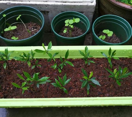 扦插栀子花照5步走栀子生根快一插即活转眼呼呼花爆盆