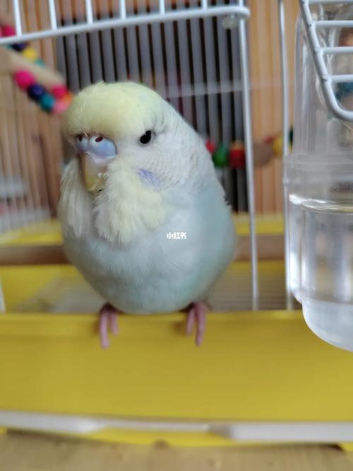 请问鹦鹉长到什么时候换毛?_鹦鹉_虎皮鹦鹉_宠物_宠物