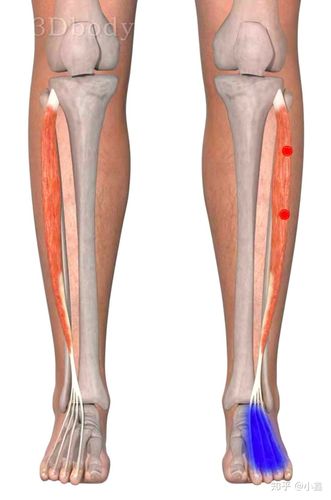 趾长伸肌和拇长伸肌触发点疗法