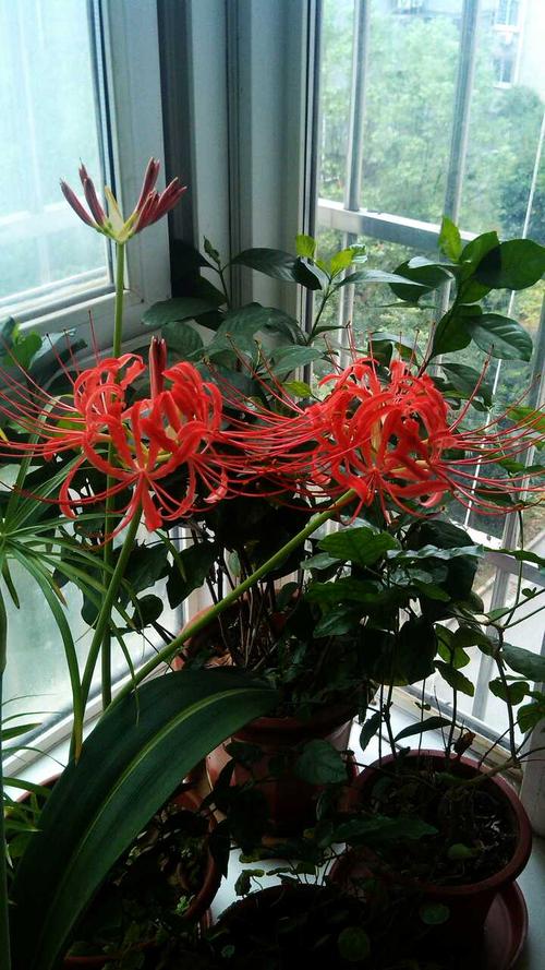 飘窗上的蔓珠华沙