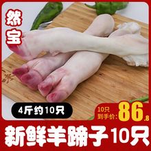 清真新鲜羊蹄羊爪羊脚蹄 羊肉新鲜生羊蹄子带筋冷冻羊