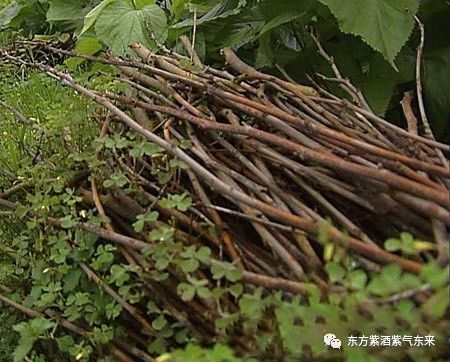 桑树枝是治肩周炎关节疼好药,泡酒喝效更佳!