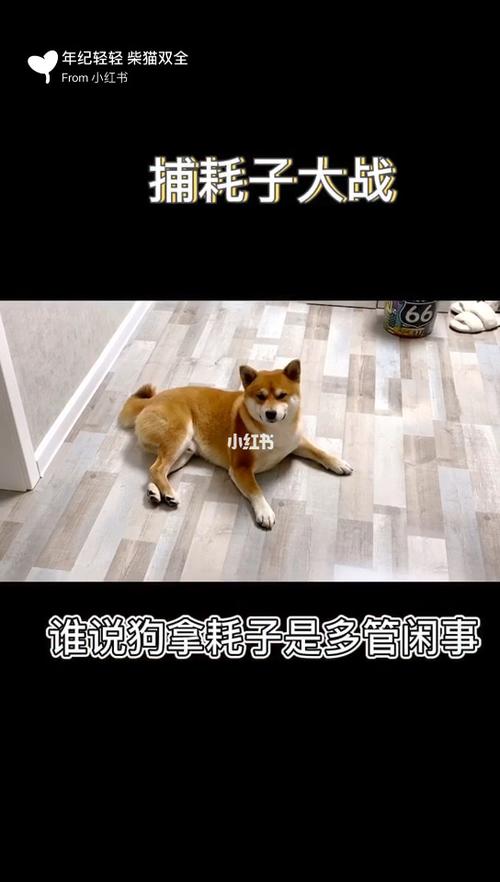 抓耗子大战_宠物_美短_柴犬_我家宠物好可爱_宠物_狗