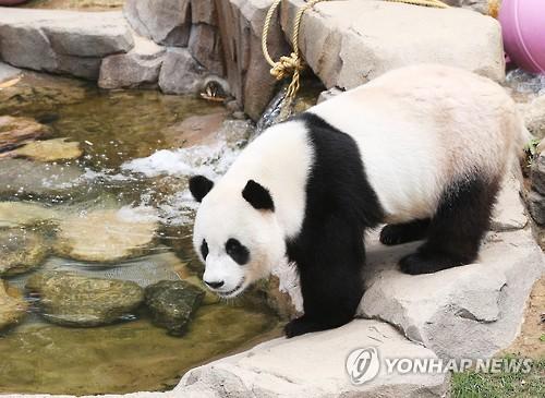 旅居韩国的大熊猫"爱宝"和"乐宝"采用戏水和趴在人造冰石上的方式来