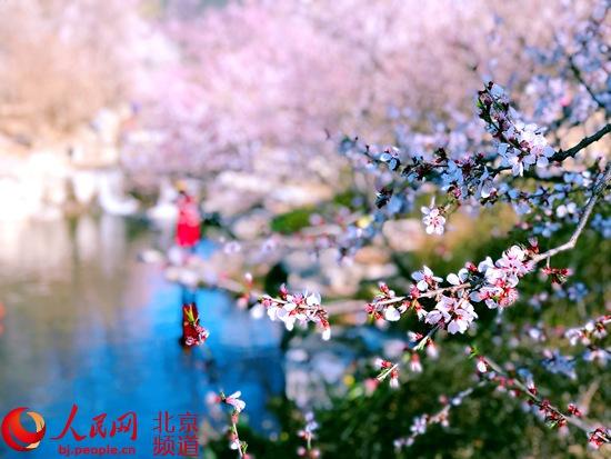 北京植物园桃花节本周六开幕 150万株春花等你来打卡