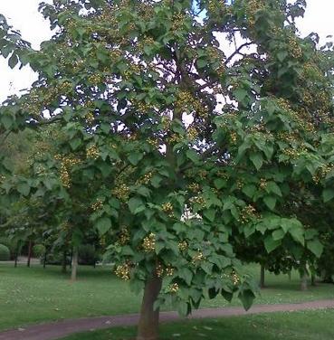 优质泡桐树-泡桐树小苗供应-河北泡桐树