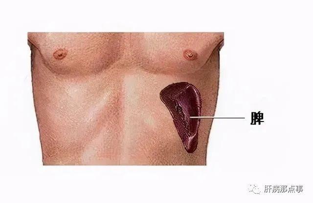 如果您有脾大请小心脾功能亢进可引发一系列危险症状