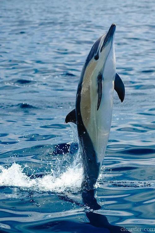 奥克兰海滩惊现被砍头海豚!官方呼吁居民们找出凶手