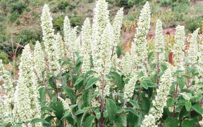 冬天常见的蜜源植物有哪些