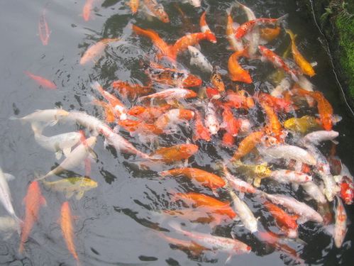 (爱晚亭前池塘里的观赏鱼群)