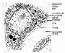 软骨细胞(chondrocyte):位于软骨陷窝内.