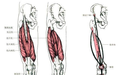 股四头肌起止点