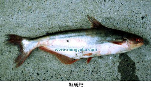 短须[鱼芒]
