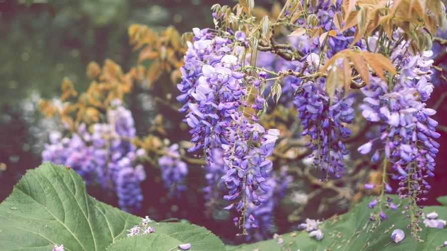 紫色薰衣草图片大全-花卉壁纸-高清花卉图片-第4图