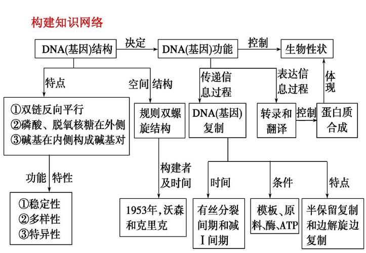2014高考一轮复习课件:dna分子的结构,复制及基因是有