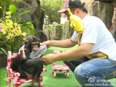 《卡酷动物园》节目中,主持人非得给黑猩猩穿衣服  为什么拍摄地点