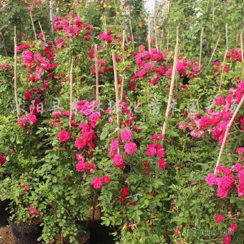 供应红花红木香,花苗浓香,红木香耐寒庭院攀爬植物